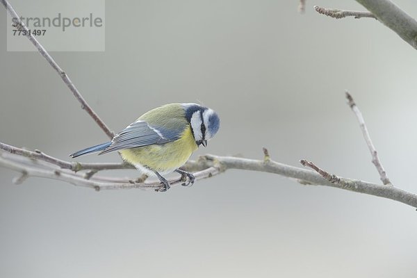 Blaumeise (Cyanistes caeruleus) hockt auf einem Zweig