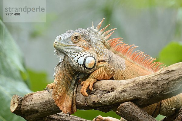 Grüner Iguana (Iguana iguana) liegt auf einem Ast