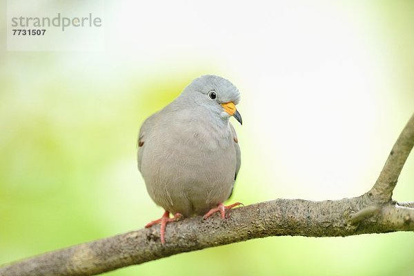 Perutäubchen (Columbina cruziana) hockt auf einem Ast