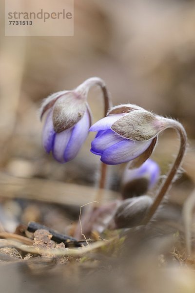 Leberblümchen (Anemone hepatica)  close-up