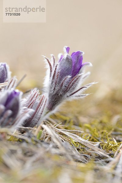 Knospe einer Küchenschelle (Pulsatilla vulgaris)  close-up