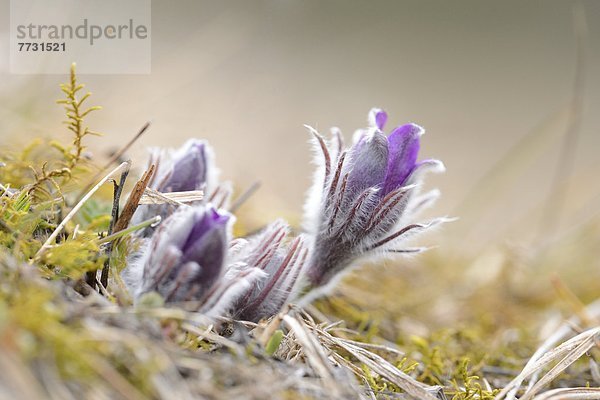 Knospe einer Küchenschelle (Pulsatilla vulgaris)  close-up