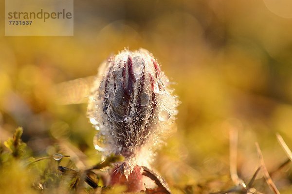 Knospe einer Küchenschelle (Pulsatilla vulgaris)  close-up