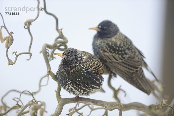 Zwei Stare (Sturnus vulgaris) auf einem Zweig