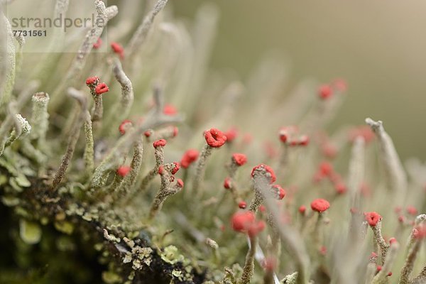 Flechte Cladonia coccifera  close-up