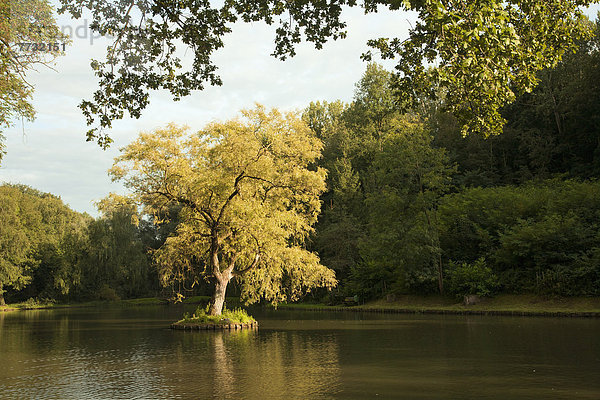 Tree Growing In A Lake  Venlo Holland