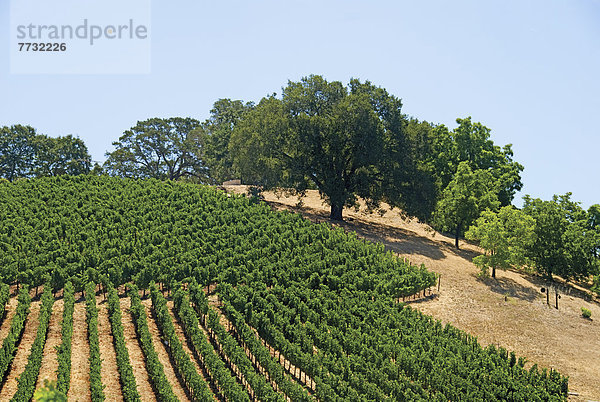 Baum  Tal  Eiche  Weinberg