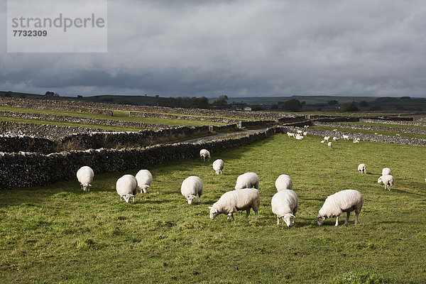 Steinmauer  Großbritannien  Schaf  Ovis aries  Feld  Derbyshire  England  grasen