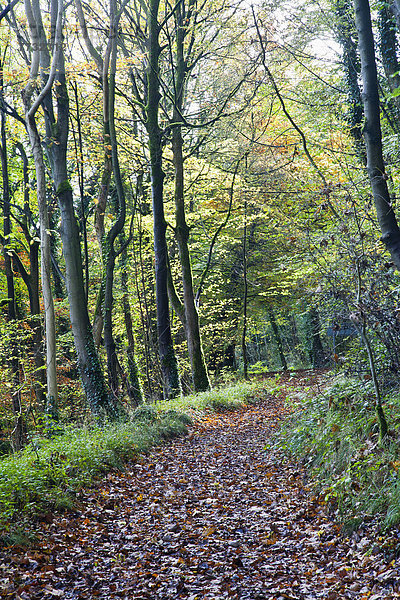 Großbritannien Weg Wald Derbyshire England