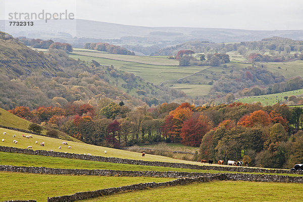 Großbritannien  Herbstlandschaft  Derbyshire  England