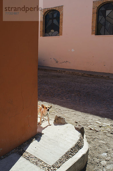 Mexiko  Guanajuato  San Miguel de Allende