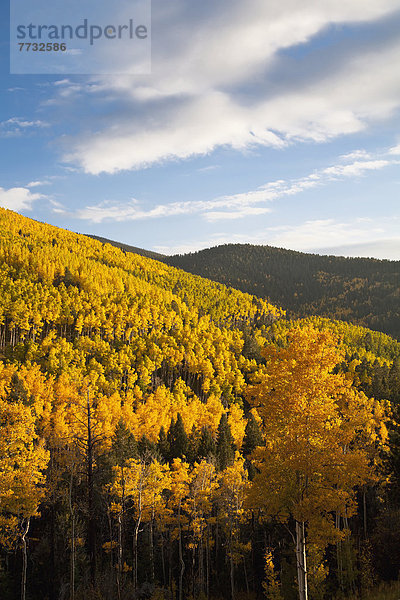 Espe  Populus tremula  Vereinigte Staaten von Amerika  USA  Berg  Baum  Pappel  New Mexico  Santa Fe