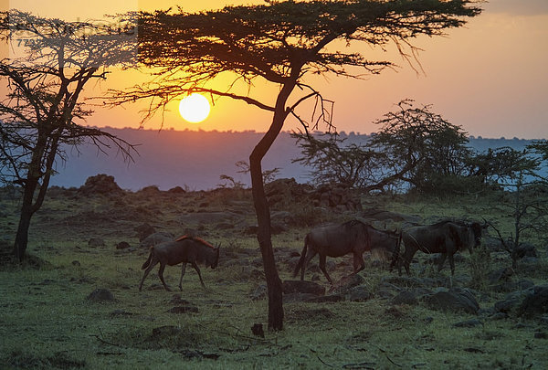 Pampashase  Dolichotis patagonum  gehen  Sonnenuntergang  Gras  Naturschutzgebiet  Masai  Kenia  Gnu