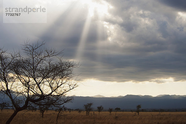 Pampashase  Dolichotis patagonum  Wolke  über  Sonnenlicht  zerbrechen brechen  bricht  brechend  zerbrechend  zerbricht  Naturschutzgebiet  Masai  Kenia