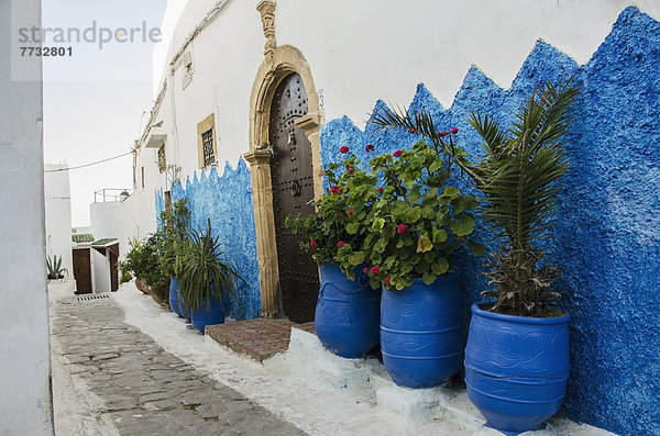 Rabat Hauptstadt Wand Wohnhaus Stadt Pflanze vorwärts Marokko alt Rabat