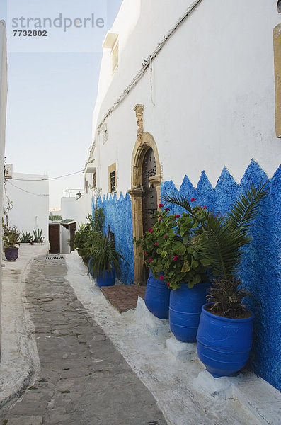 Rabat Hauptstadt Wand Wohnhaus Stadt Pflanze vorwärts Marokko alt Rabat