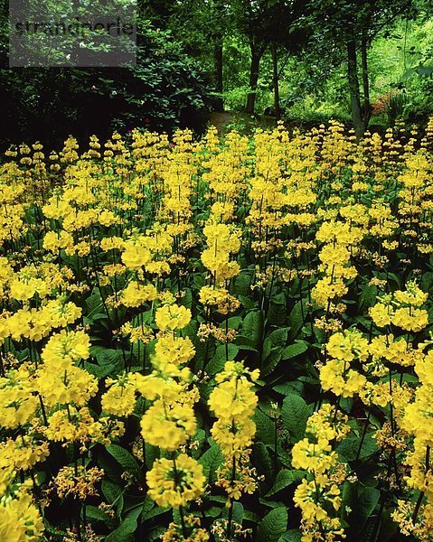 Yellow Flowers  Candelabra Primula