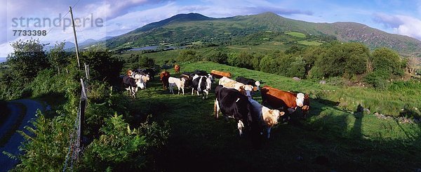 Rind  Irland