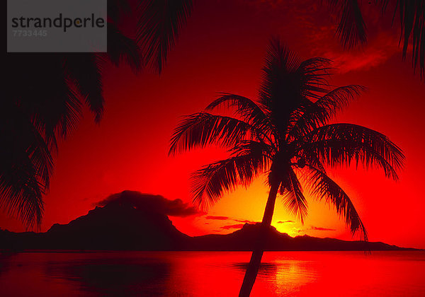Sonnenuntergang  Baum  Silhouette  Ozean  Spiegelung  rot