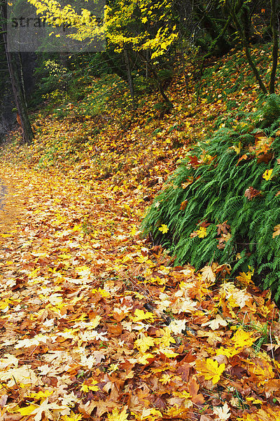 Vereinigte Staaten von Amerika  USA  Farbaufnahme  Farbe  Landschaftlich schön  landschaftlich reizvoll  Fluss  Herbst  Zimmer  Schlucht  Oregon