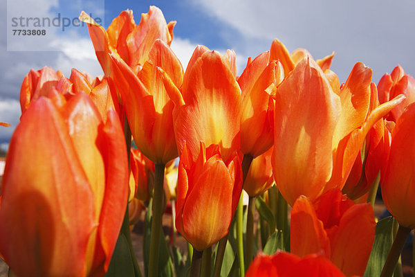 Vereinigte Staaten von Amerika USA Bauernhof Hof Höfe Close-up Feld Tulpe Holzschuh Oregon