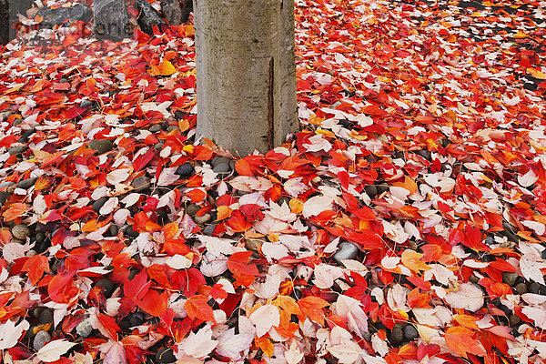 Amerika fallen fallend fällt Boden Fußboden Fußböden Herbst Portland Verbindung Oregon