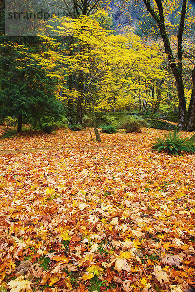 Vereinigte Staaten von Amerika  USA  Farbaufnahme  Farbe  Landschaftlich schön  landschaftlich reizvoll  Fluss  Herbst  Zimmer  Schlucht  Oregon