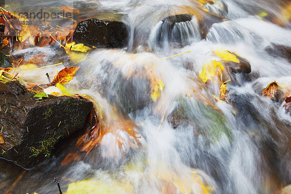 Landschaftlich schön landschaftlich reizvoll Amerika über fließen Fluss Herbst Bach Verbindung Zimmer Schlucht Oregon