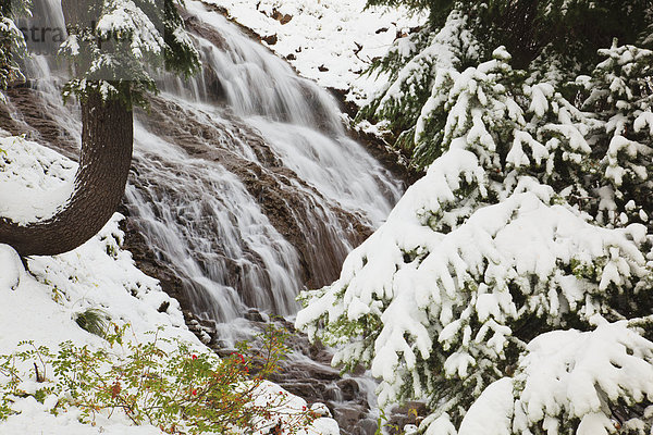 Vereinigte Staaten von Amerika  USA  Ereignis  Herbst  vorwärts  Berg  Kapuze  Oregon  Schnee