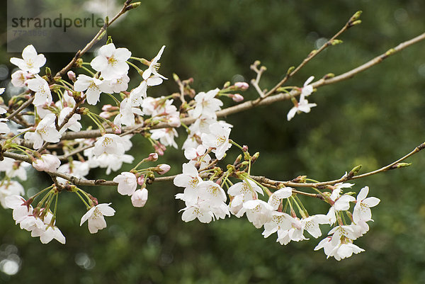Baum  grün  Kirsche  Blüte  Hintergrund  Ast  Japan