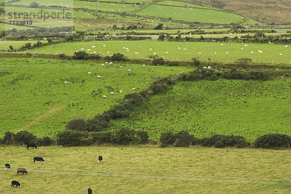 Agrarland  Schaf  Ovis aries  Rind  grasen  Irland