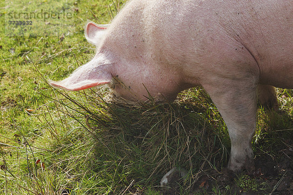 Lebensmittel  Gras  Kerry County  Erwachsener  Irland  Schwein