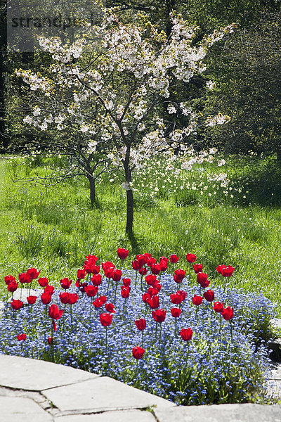 nebeneinander neben Seite an Seite Stein Blume blühen Weg Frühling England Sussex