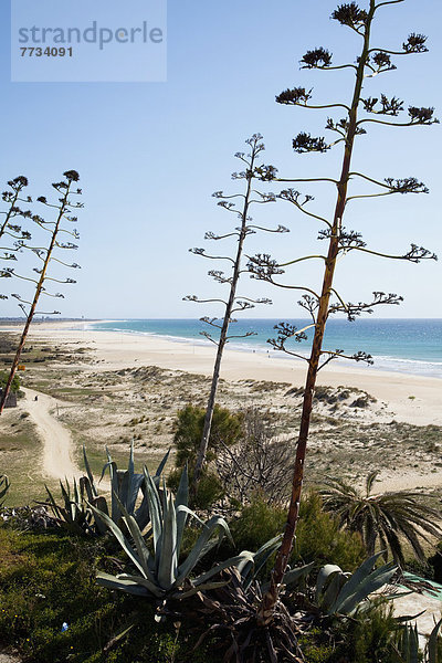 Strand  Weg  Wachstum  Pflanze  groß  großes  großer  große  großen  vorwärts  Andalusien  Spanien