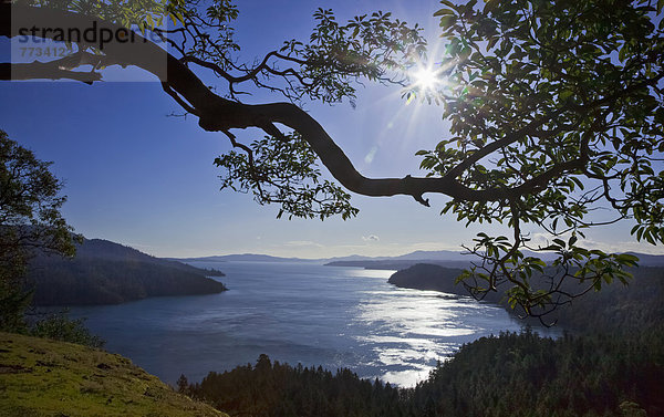 Baum  über  aufwärts  Ignoranz  Insel  British Columbia  Kanada  Sonne  Vancouver