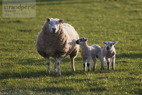 Lamm  stehend  Schaf  Ovis aries  Feld  2  England  Northumberland