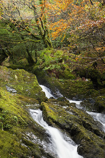 Laubwald  fließen  Herbst  Bach  Irland