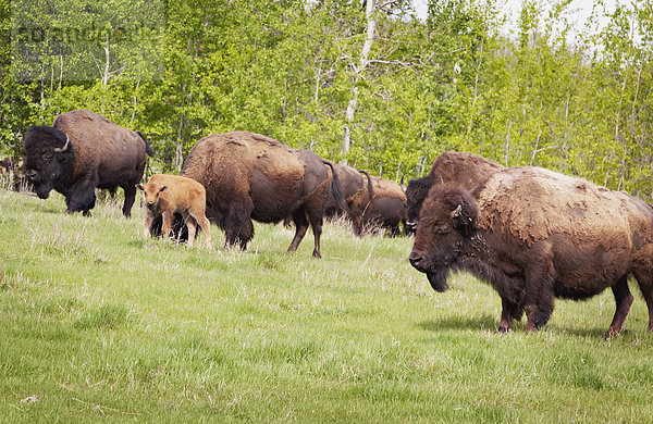 Elch  Alces alces  klar  Insel  Alberta  Bison  Kanada