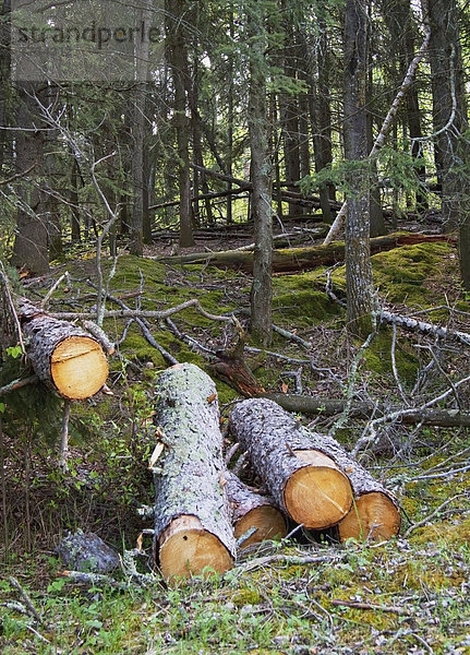 Elch Alces alces Nationalpark schneiden Insel Alberta Kanada