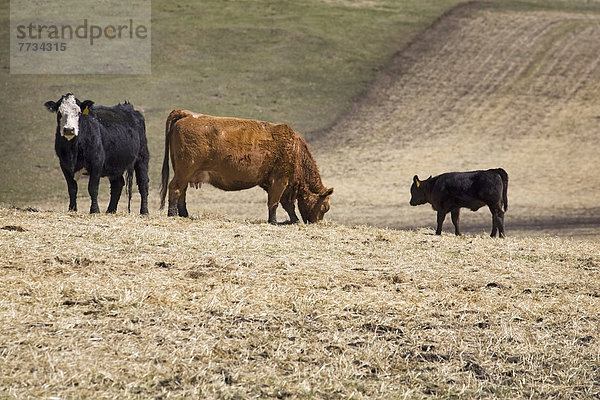 Feld  Rind  Stoppelfeld  Geburt  Frühling  Alberta  Kalb  Kanada  grasen  neu