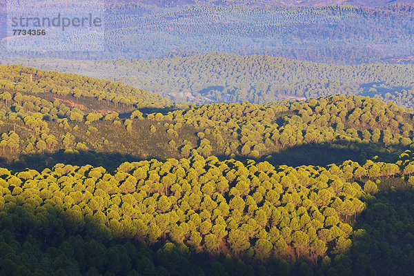 nahe  rollen  Hügel  Wald  Kiefer  Pinus sylvestris  Kiefern  Föhren  Pinie  Provinz Huelva  Andalusien  Spanien