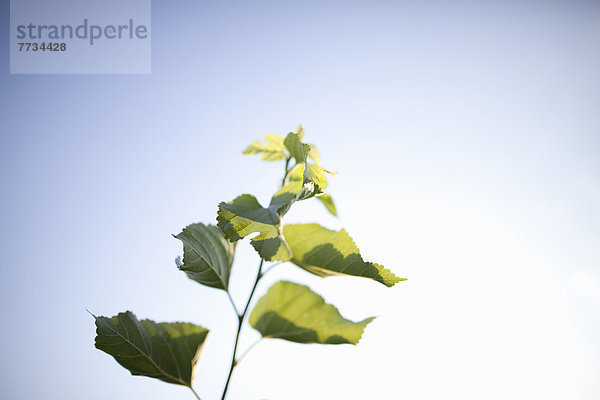 Baum  Himmel  Ast  blau  Kanada  Ginkgo  Ontario