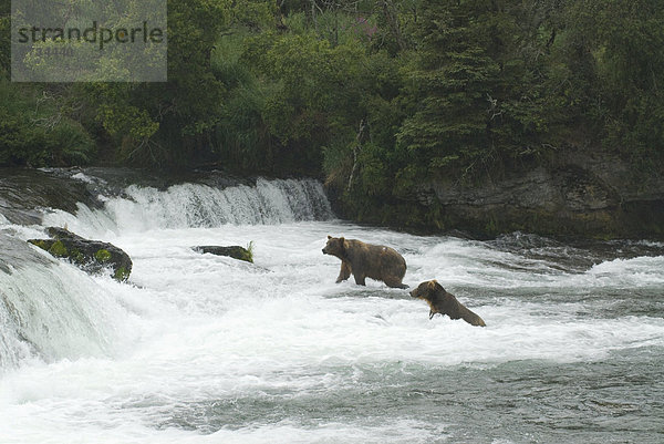 Vereinigte Staaten von Amerika  USA  Bär  angeln  Lachs  Katmai National Park and Preserve  Alaska  braun