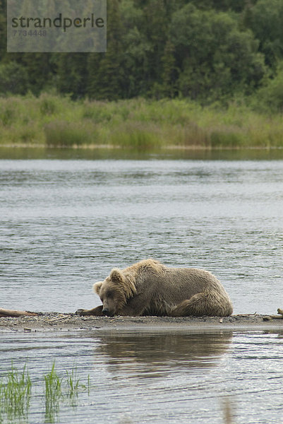 Vereinigte Staaten von Amerika  USA  Braunbär  Ursus arctos  ruhen  Ecke  Ecken  See  camping  Bach  jung  Katmai National Park and Preserve  Bär  Alaska