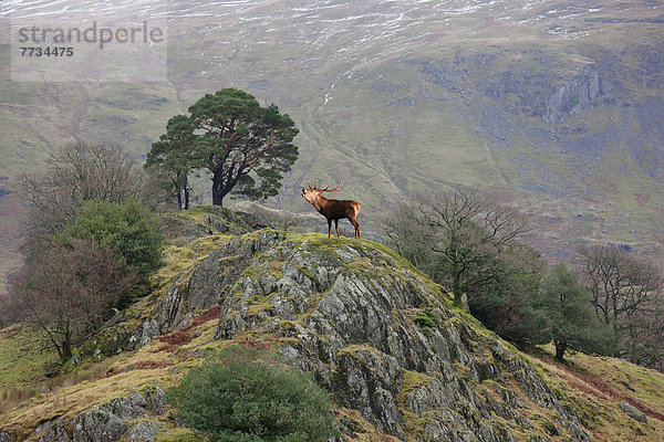 Elch  Alces alces  Felsbrocken  stehend  hoch  oben  Beruf  Cumbria  England