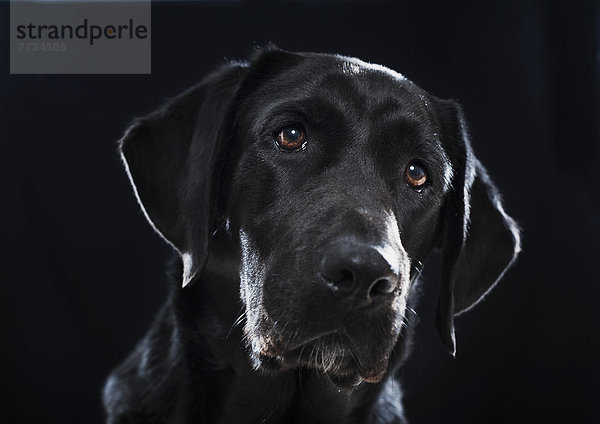 Portrait  schwarz  Hintergrund  Labrador  Andalusien  Cadiz  Spanien  Tarifa