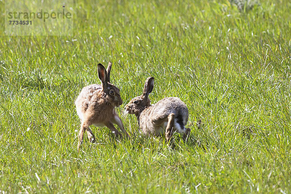 Spiel  Kaninchen  2  Gras  England  Northumberland