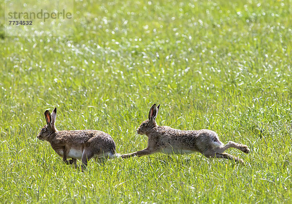 Spiel  Kaninchen  2  Gras  England  Northumberland