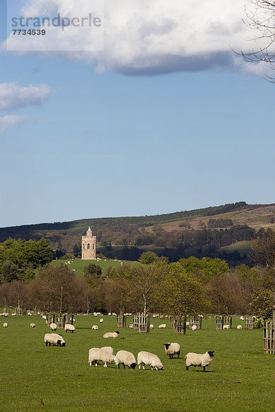 Schaf Ovis aries Hintergrund Feld England grasen Northumberland