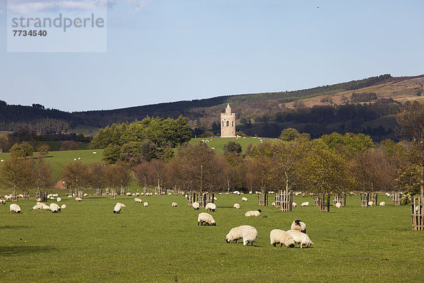 Schaf Ovis aries Hintergrund Feld England grasen Northumberland